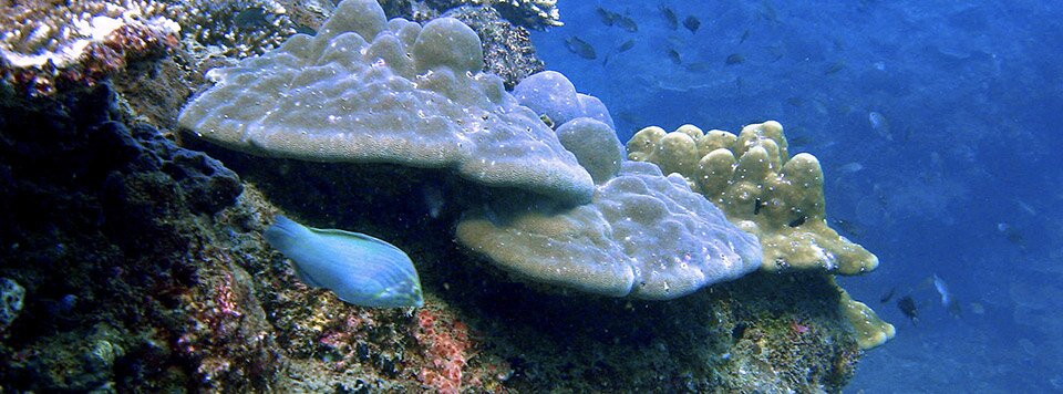 Phuket sea life