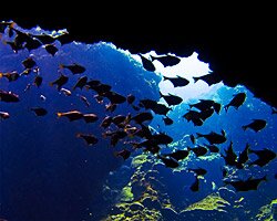 Scuba diving in Phuket