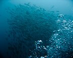 Diving in Phuket